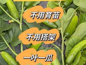 抖音樱桃丝瓜绿巨人黄瓜、在抖音上搜索樱桃丝瓜绿巨人黄瓜会有你意想不到的收获