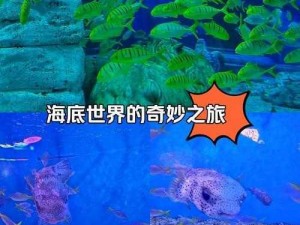 海底探险之旅：奇妙冒险电脑版下载地址及详细安装指南