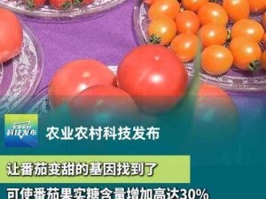 番茄短视频——发现更多精彩视频