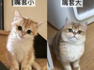 猫之选择：养猫，实为猫主人的双向缘分之旅