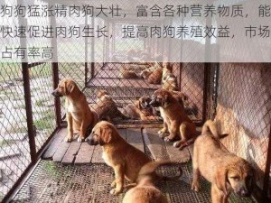 狗狗猛涨精肉狗大壮，富含各种营养物质，能快速促进肉狗生长，提高肉狗养殖效益，市场占有率高