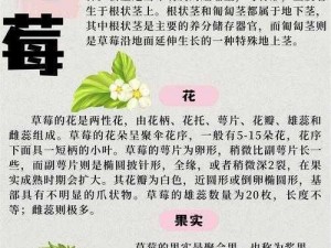 草莓网站WWW—如何访问草莓网站 WWW？