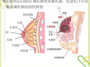 哺乳期色妇videos 哺乳期专用催乳器，促进乳汁分泌，解决哺乳期妈妈的烦恼