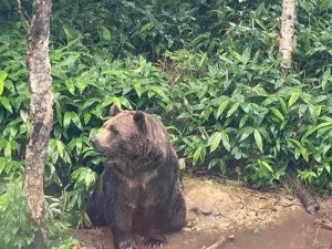 森林浣熊栖息地揭秘：探寻神秘家园的地理位置与生态环境