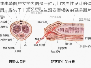 男性生殖图片大全大图是一款专门为男性设计的健康应用，提供了丰富的男性生殖器官相关的高清图片和信息