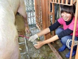 女人与公猪交交zozo—女人与公猪交交 zozo：探索奇妙的动物性行为