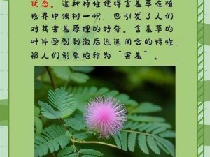 含羞草为什么不害羞了？——神奇的含羞草不害羞了，究竟为何？