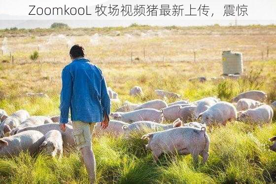 ZoomkooL 牧场视频猪最新上传，震惊