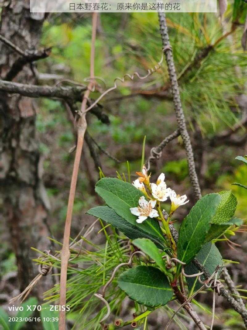 日本野春花：原来你是这样的花