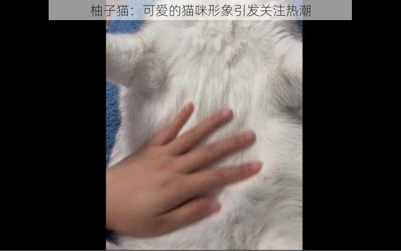 柚子猫：可爱的猫咪形象引发关注热潮