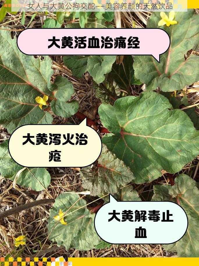 女人与大黄公拘交酡——美容养颜的天然饮品