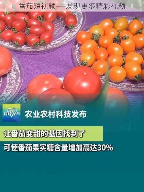 番茄短视频——发现更多精彩视频