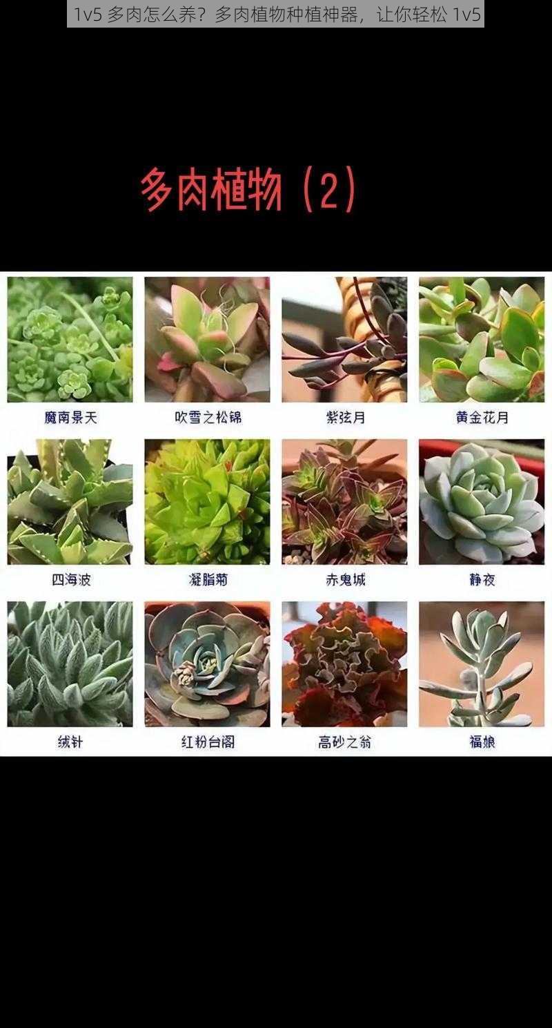 1v5 多肉怎么养？多肉植物种植神器，让你轻松 1v5