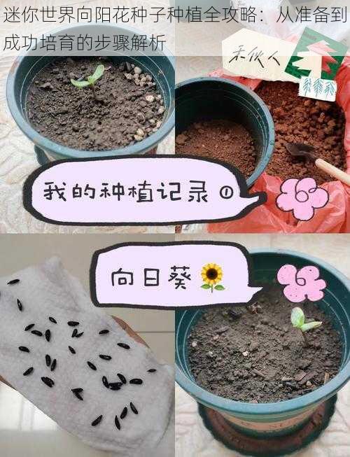 迷你世界向阳花种子种植全攻略：从准备到成功培育的步骤解析