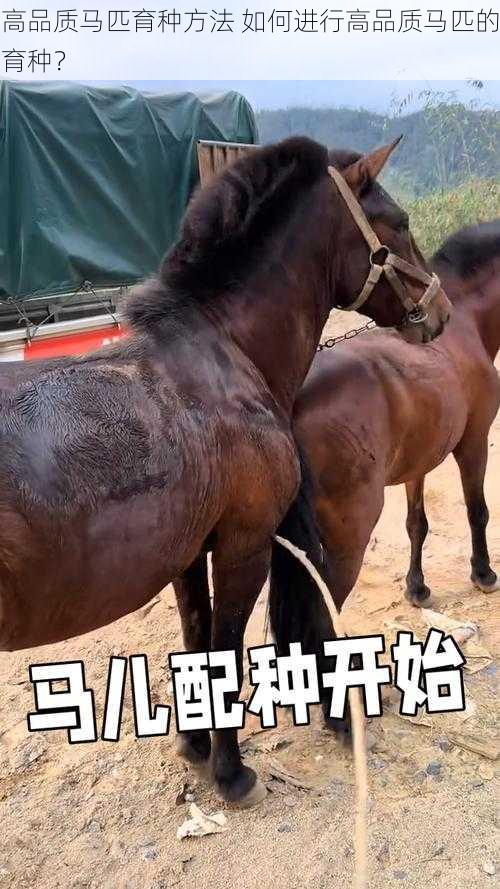 高品质马匹育种方法 如何进行高品质马匹的育种？