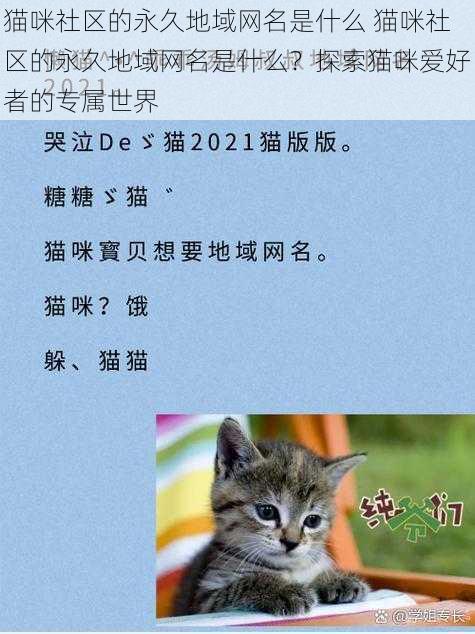 猫咪社区的永久地域网名是什么 猫咪社区的永久地域网名是什么？探索猫咪爱好者的专属世界