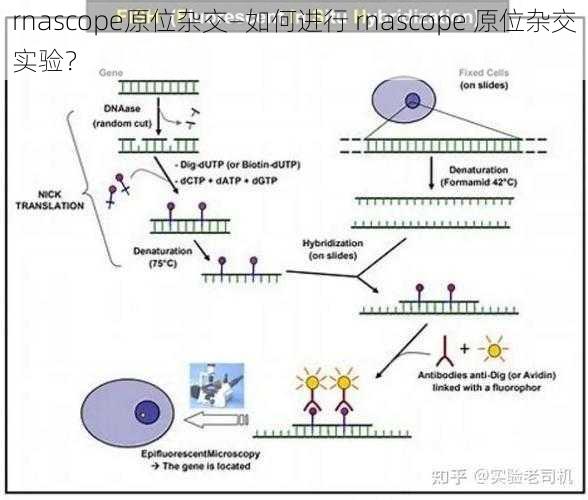 rnascope原位杂交—如何进行 rnascope 原位杂交实验？