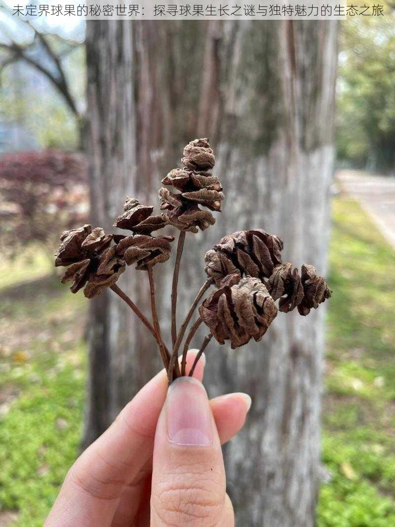 未定界球果的秘密世界：探寻球果生长之谜与独特魅力的生态之旅