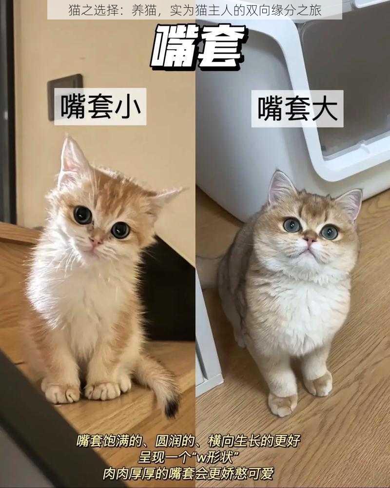 猫之选择：养猫，实为猫主人的双向缘分之旅