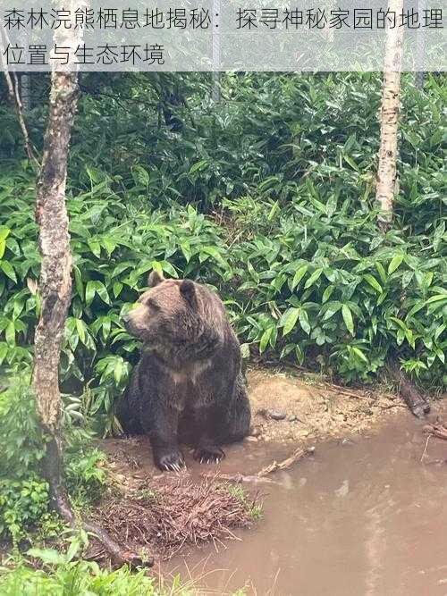 森林浣熊栖息地揭秘：探寻神秘家园的地理位置与生态环境