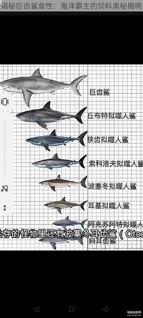 揭秘巨齿鲨食性：海洋霸主的饲料奥秘揭晓