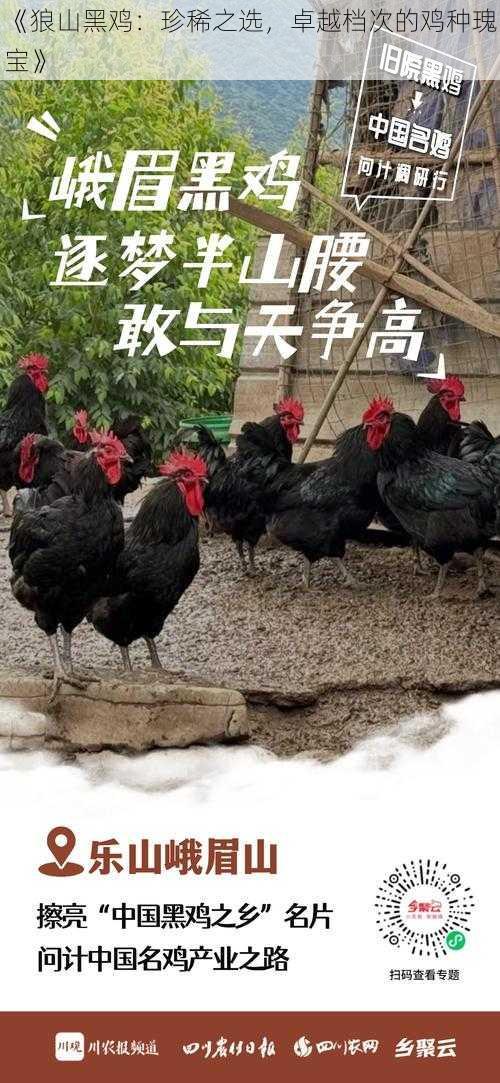 《狼山黑鸡：珍稀之选，卓越档次的鸡种瑰宝》